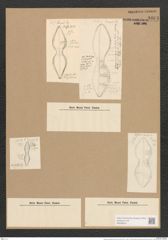 Dictyoneis marginata (Lewis) Cleve (de-Toni-Nr.: Genus 2, Species 839) Zeichnungen Sammlung Grunow Nr. 1663 (NHMW-BOT-W0368521)
